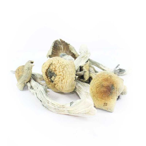 Magic Mushrooms Shop Online