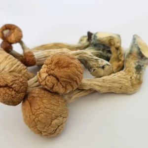 Buy the best Jedi Mind Fuck magic mushrooms in Canada