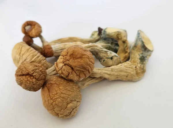 Buy the best Jedi Mind Fuck magic mushrooms in Canada