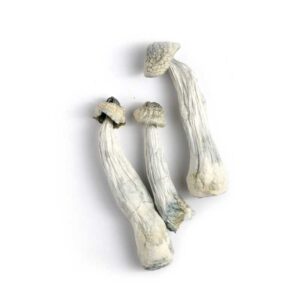 Buy Albino Penis Envy Magic Mushrooms Online in Canada