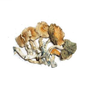 Buy Golden Teacher Cubensis Mushrooms Online in Canada