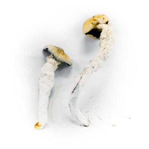 BUY PENIS ENVY MUSHROOMS ONLINE IN UK