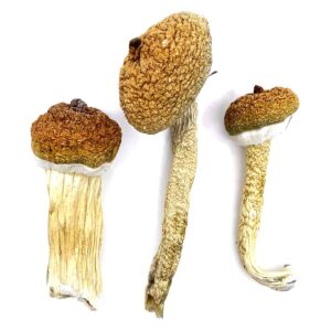 Blue Meanies Magic Mushrooms Online Canada