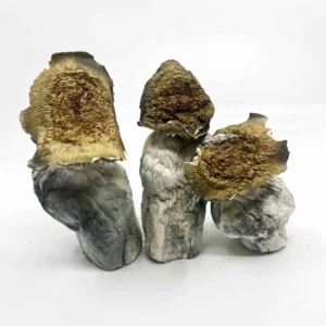 Buy Makilla Gorilla Magic Mushroom Online