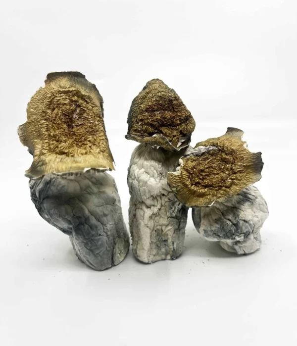 Buy Makilla Gorilla Magic Mushroom Online